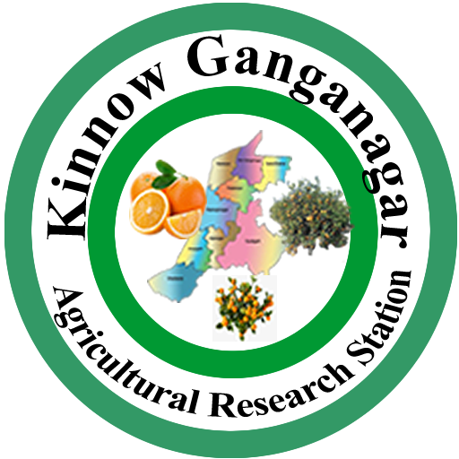 KinnowGanganagar