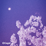 Cover Image of Download 카카오톡 테마 - 밤하늘_달과 벚꽃 9.4.5 APK