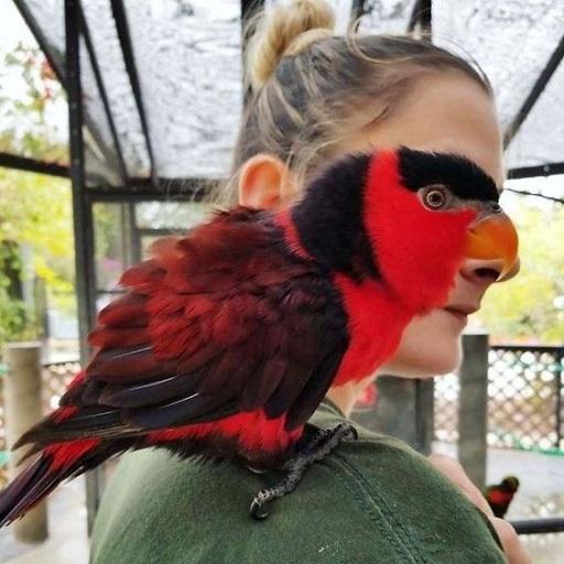 Funny photos for unloading for  Android – Latest Version & Features app icon