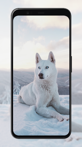 Dog Wallpapers Screen 3