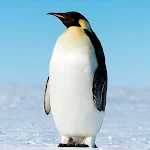 Cover Image of Download Penguins Wallpapers  APK