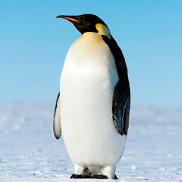 Imagen de icono Pingüinos fondos de pantalla
