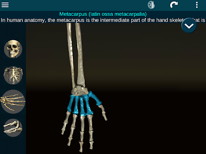 Osseous System in 3D (Anatomy) screenshots 12