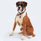 Boxer Dogs Wallpapers icon