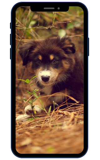 Australian Shepherds Wallpaper Screen 3