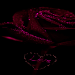 Purple Rose Love LWP Apk