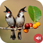 Cover Image of Download Red-whiskered Bulbul Sounds 1.0 APK
