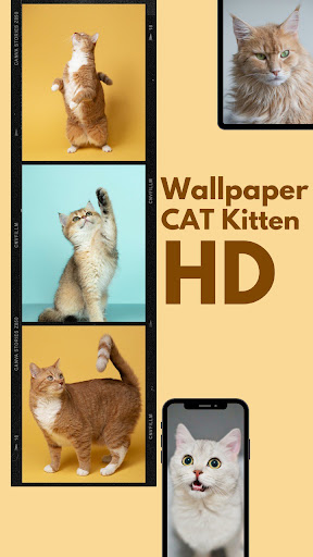Android application Cute Cat Wallpaper HD Kittens screenshort