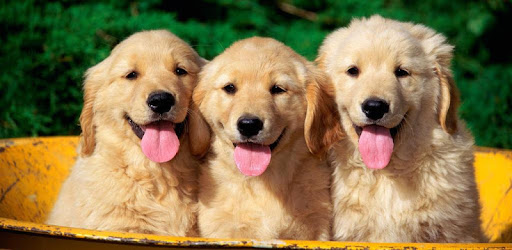 View Canine Events https://play-lh.googleusercontent.com/ImNd5QPBudEUck6_OkvJHWfm-zQyWwkdBeQAVk-O7lF4UXtHg5vEo9i88fY2GaMgxzA