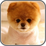 Japanese Akita Dog LWP FREE icon