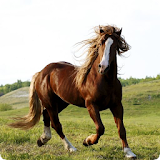 Horse Sounds icon