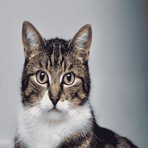 Cat Care App logo