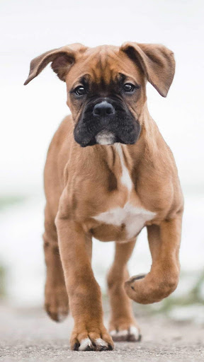 Android application Boxer Dog Wallpaper screenshort