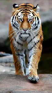 Tiger Video Wallpaper
