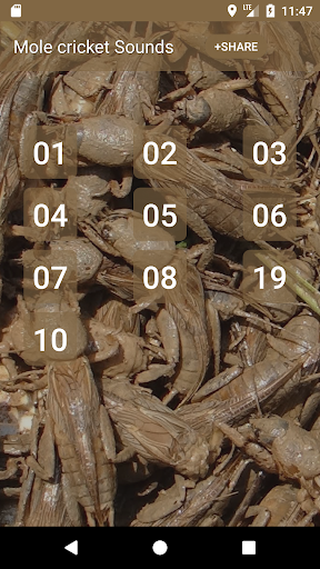 Android application เสียงแมงจีซอน screenshort