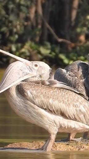 Android application pelican wallpaper screenshort