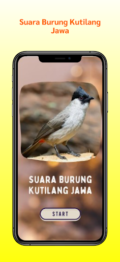 Suara Burung Kutilang Jawa Screen 2