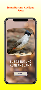 Suara Burung Kutilang Jawa