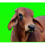गाय पालन (Cow Rearing) Apk