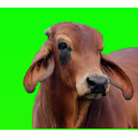 गाय पालन (Cow Rearing)