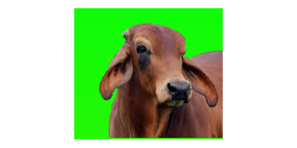 गाय पालन (Cow Rearing) - Apps on Google Play