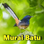 Cover Image of Unduh Pemikat Burung Murai Batu  APK