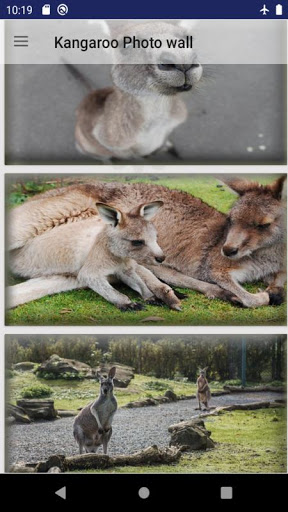 Kangaroo animal wallpaper Screen 2