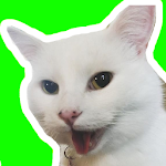 Cover Image of Download Best Cat Stickers for Chat WAS  APK