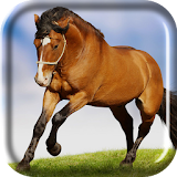 Running Horse Live Wallpaper icon