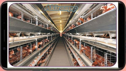 cultivation of laying hens