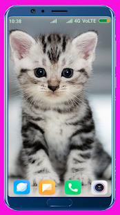 Cute Kitten HD Wallpaper
