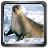 Seal Live Wallpaper icon