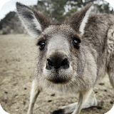 Kangaroo Live Wallpaper icon