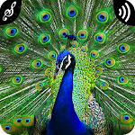 Cover Image of Download Peacock Sounds  APK