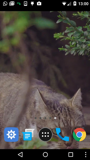 cute cat video wallpaper Screen 2