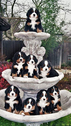 Bernese Mountain Dog