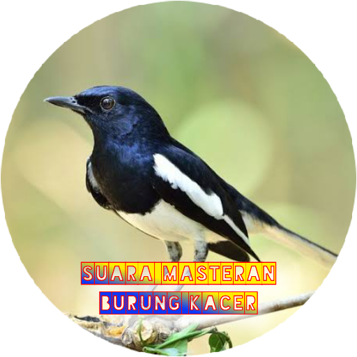 suara masteran burung kacer Download on Windows