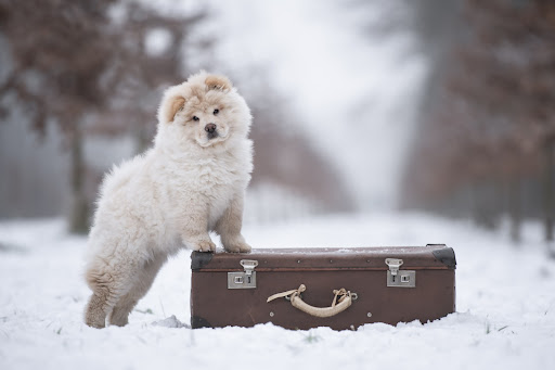 Chow Chow Dog Wallpaper HD Screen 2