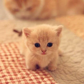Cat Wallpapers HD Cute Apps on Google Play