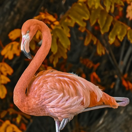 Flamingos Wallpaper HD logo