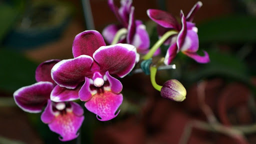 Orchid Flowers Wallpaper
