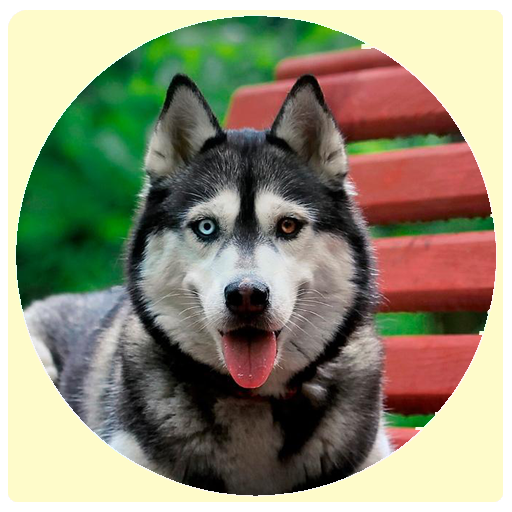 chat with dog logo