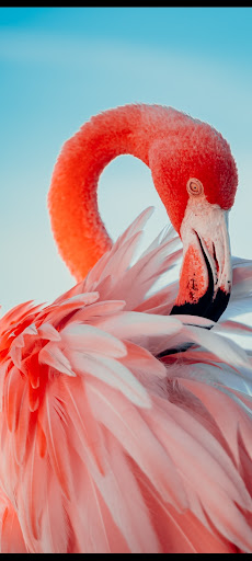 خلفيات واتس اب فخمة