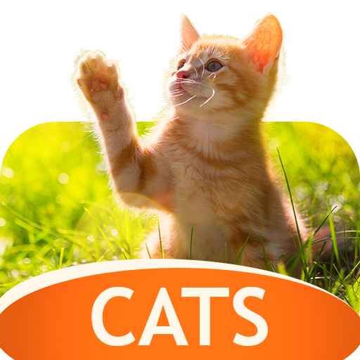 猫の壁紙 無料の背景 Google Play のアプリ