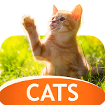 Cover Image of Download Wallpapers with cats 30.10.2020-cats APK