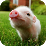 PIG Wallpapers v1 icon