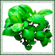 Remedios Caseros - Plantas Medicinales Download on Windows