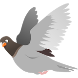 Breeds of pigeons icon