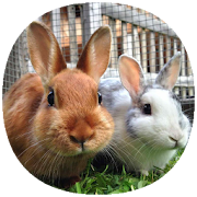 How to Take Care of a Pet Rabbit (Guide)