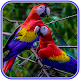 Carta da parati pappagallo carino Scarica su Windows